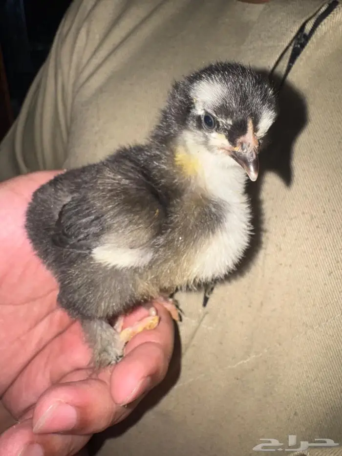 صوص براهما للبيع 0