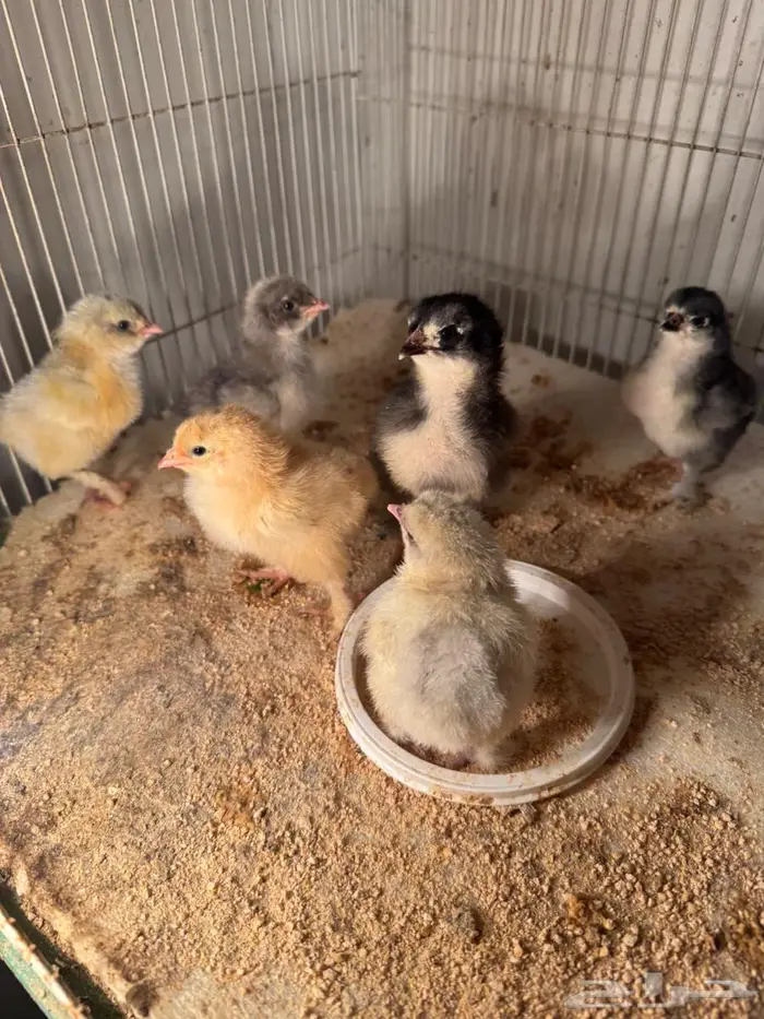 صوص براهما للبيع 2