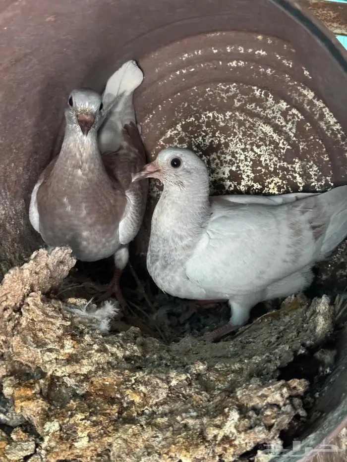 فراخة زاجل 0