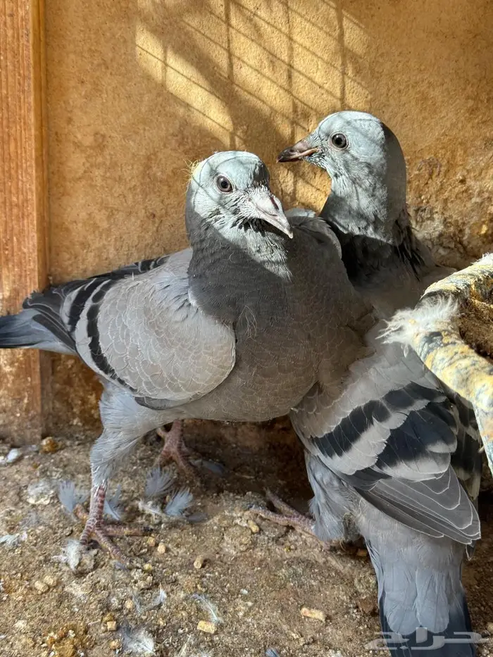 فراخة زاجل 3