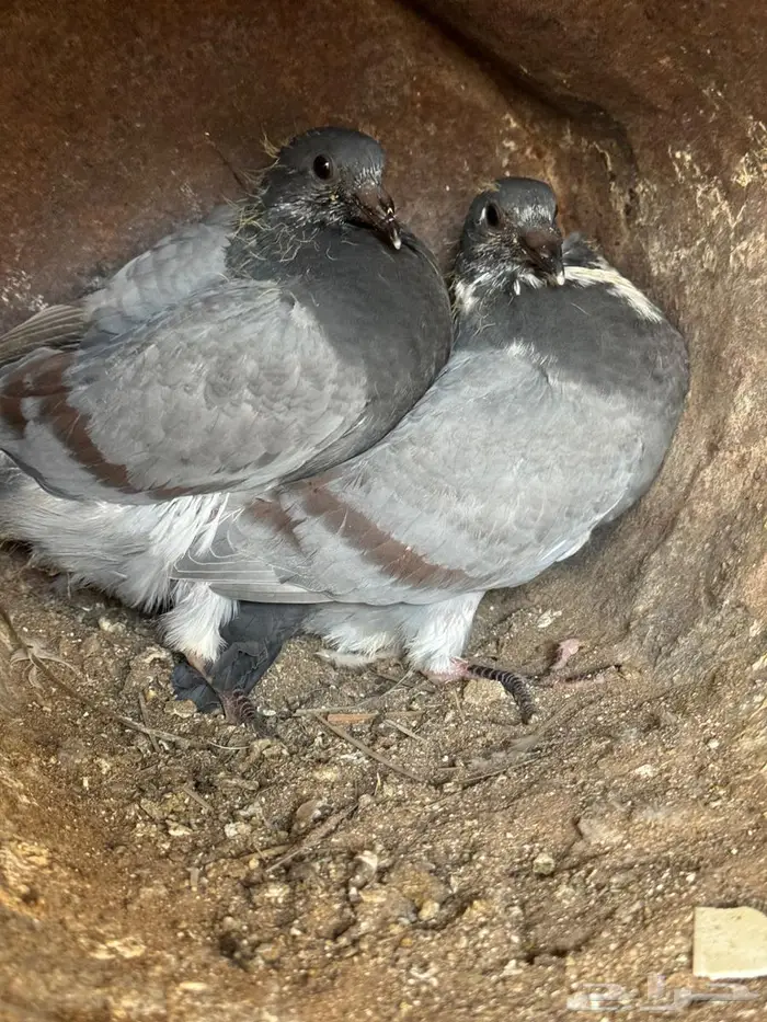 فراخة زاجل 2