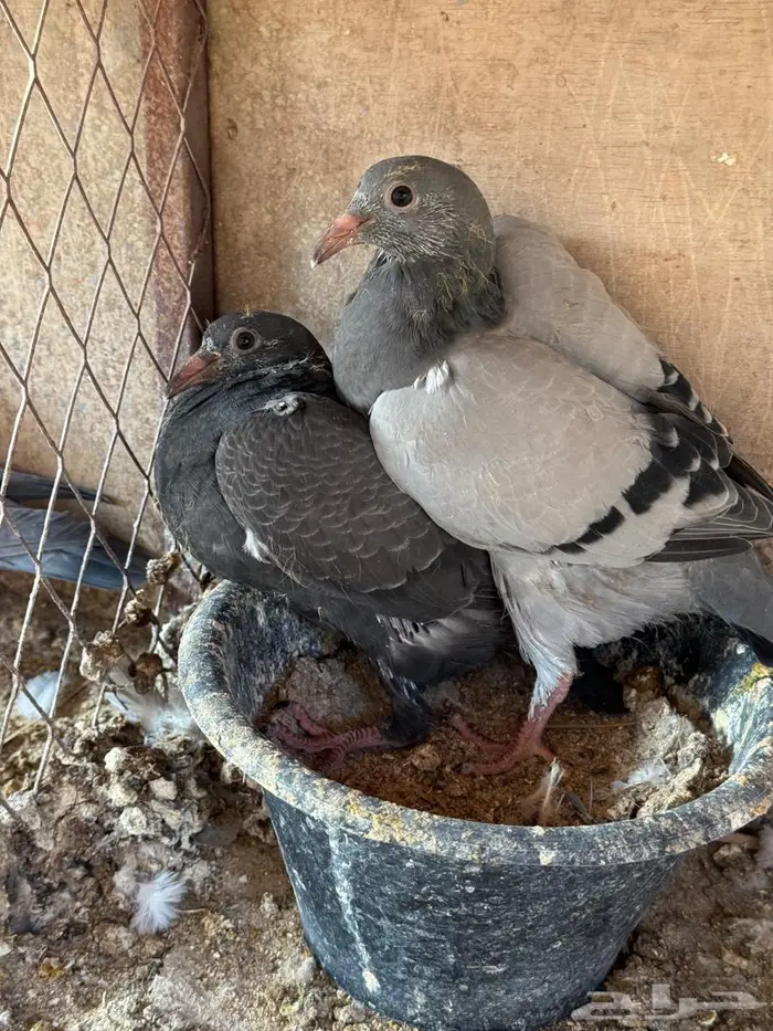 فراخة زاجل 1