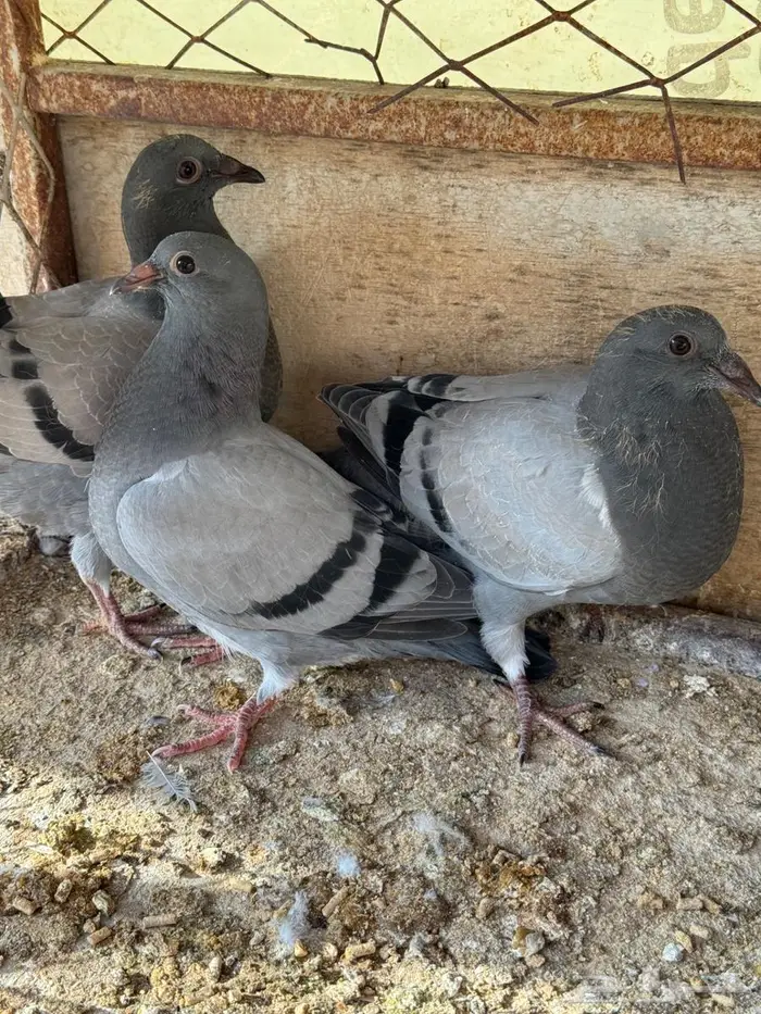 فراخة زاجل 5