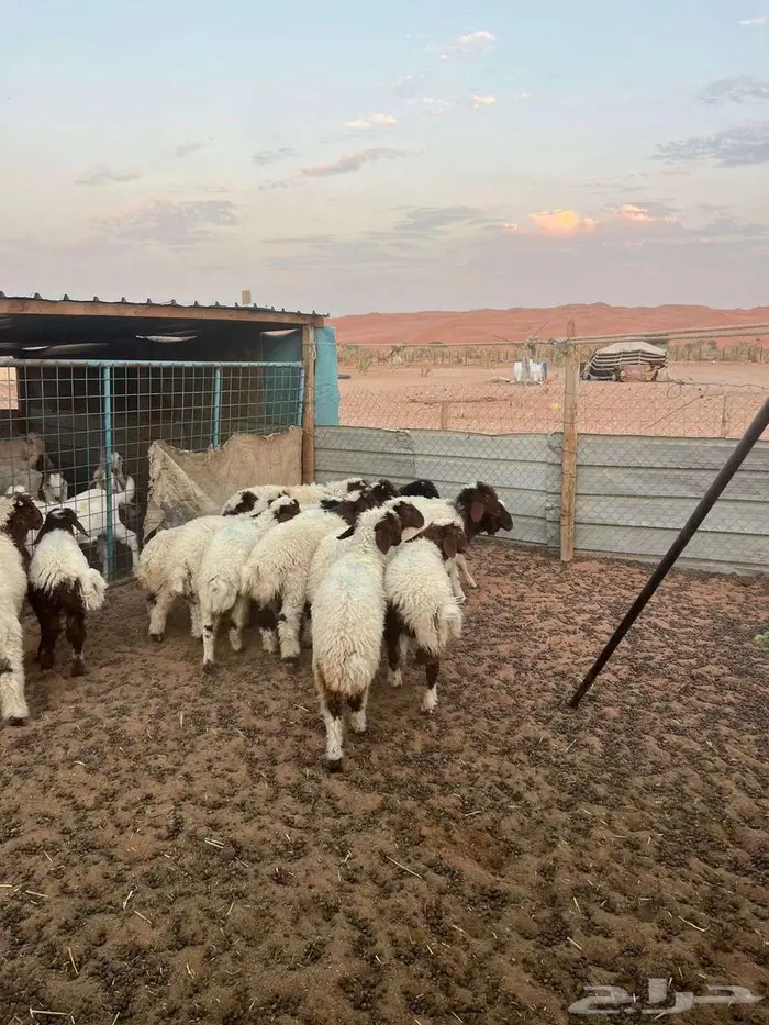 هرافي نعيم 2