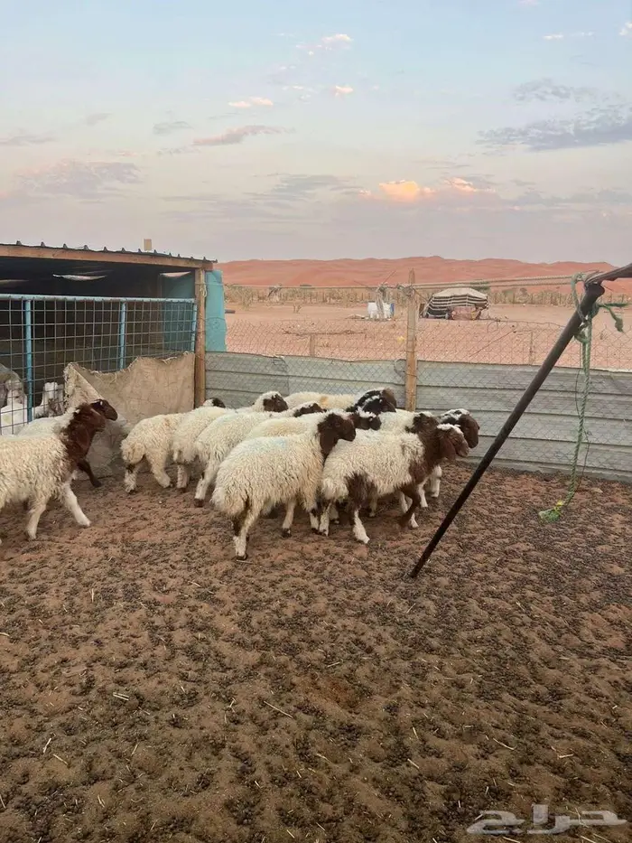 هرافي نعيم 3