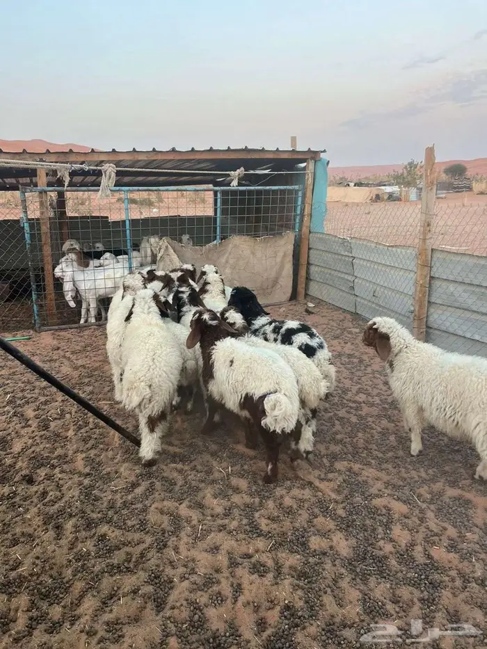 هرافي نعيم 1