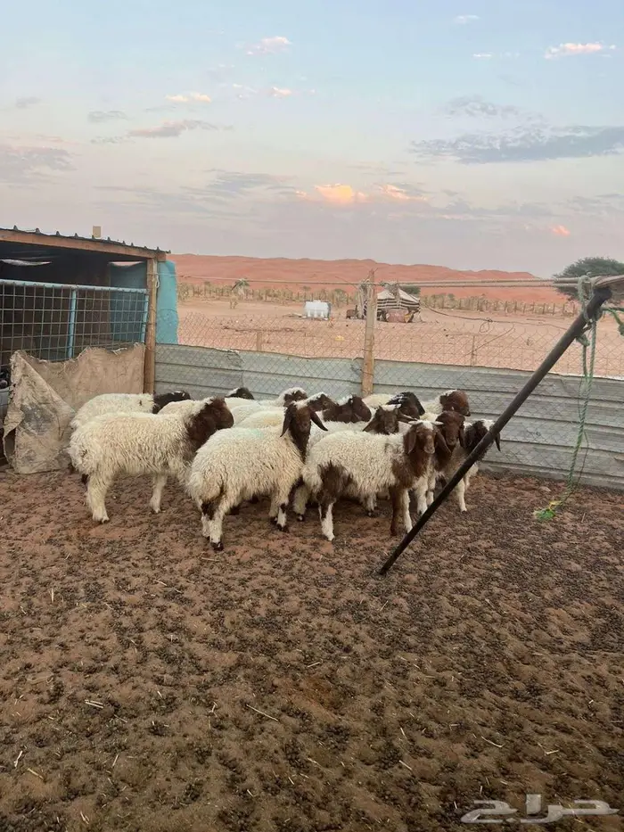 هرافي نعيم 4