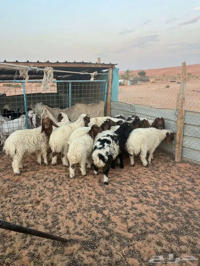 هرافي نعيم 0