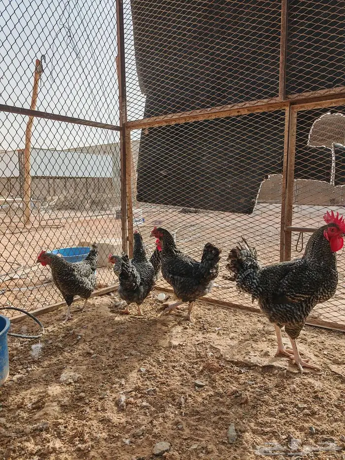 دجاج تركي اربش 0