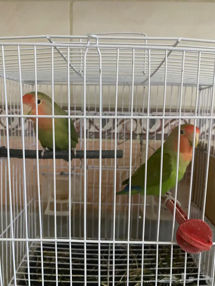 رغدان الباحة 0