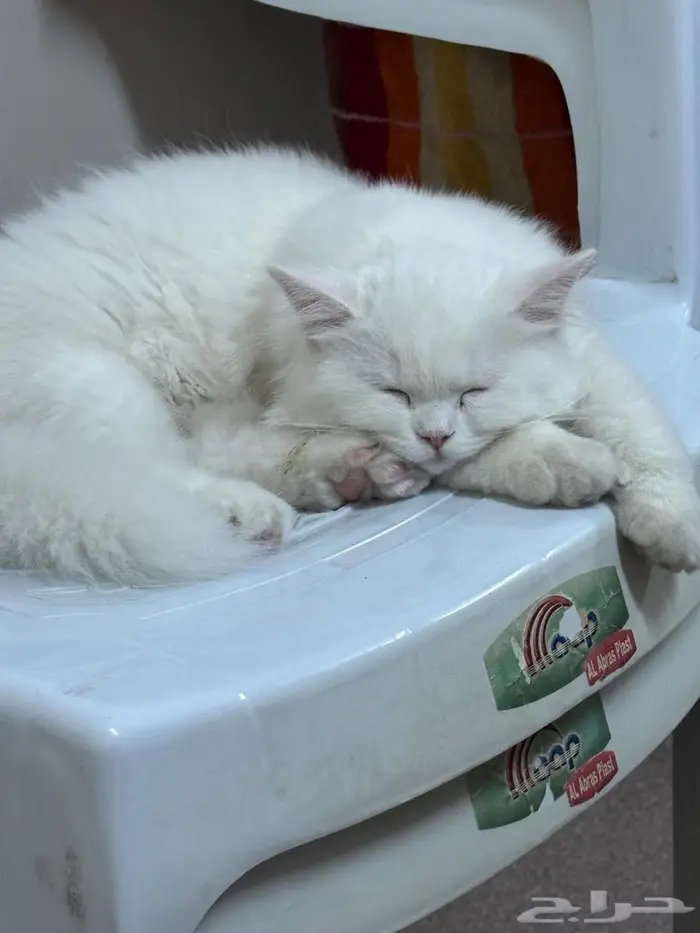 قط شيرازي 4 شهور للتبني 0