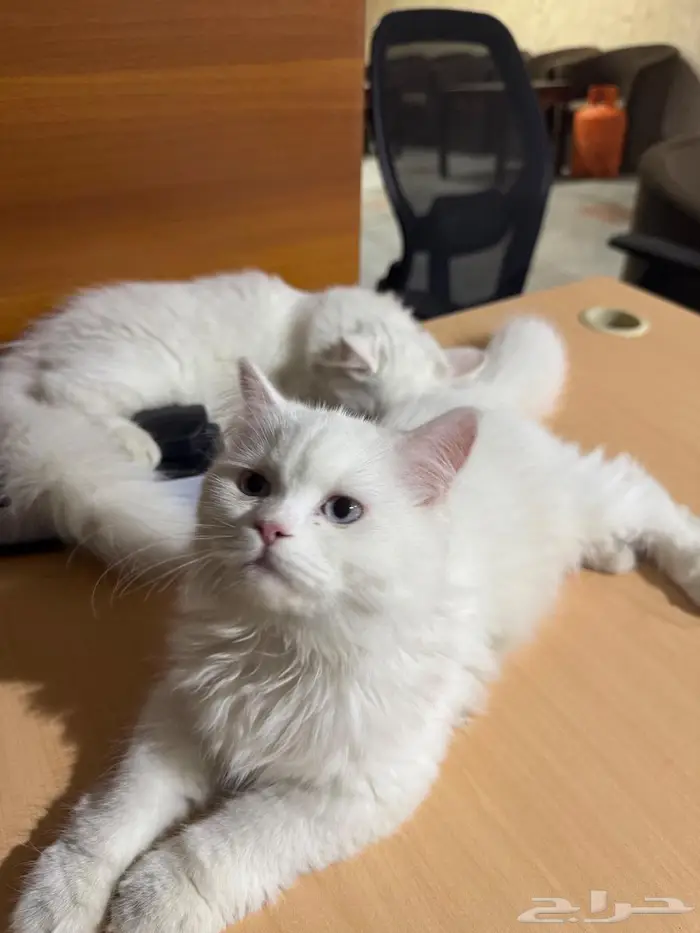 قط شيرازي 4 شهور للتبني 4