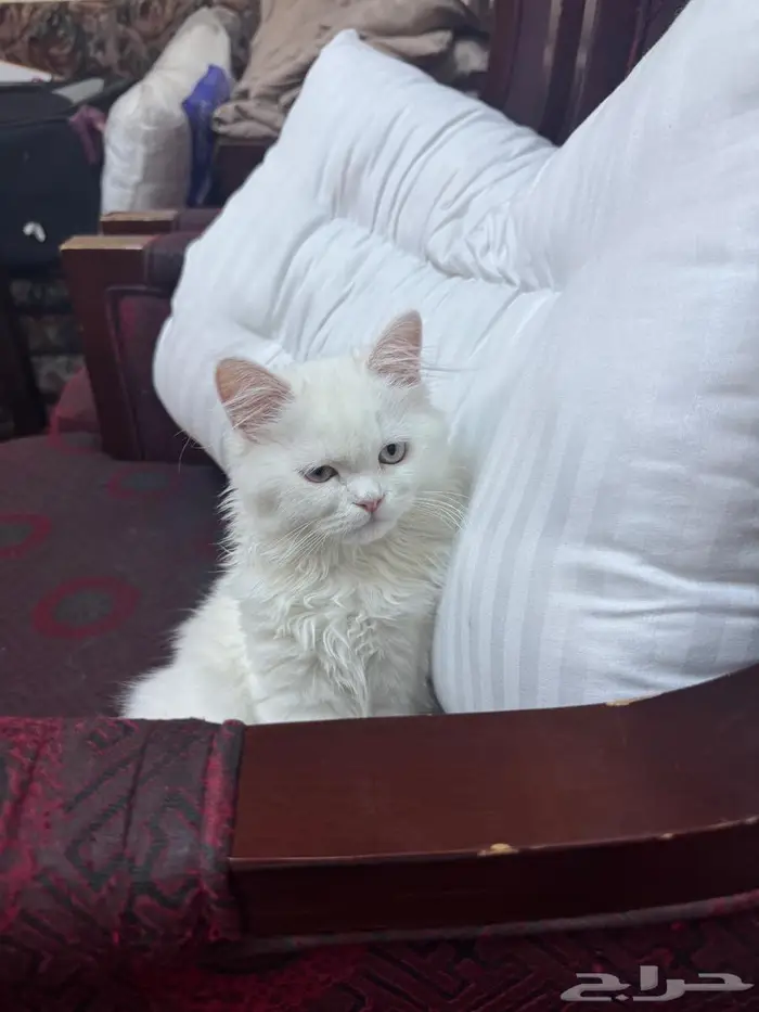 قط شيرازي 4 شهور للتبني 3