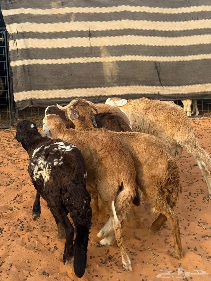 6جذعان سواكن مرابي 0