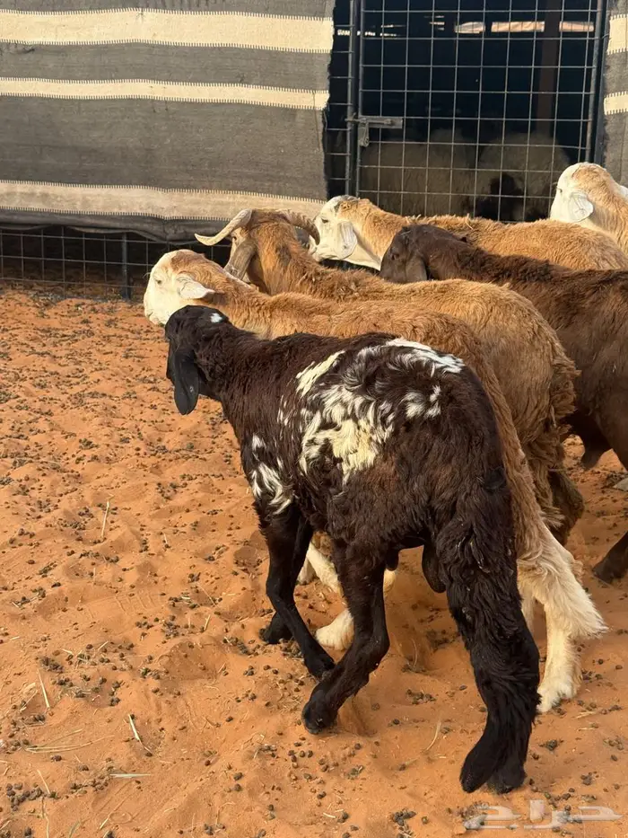 6جذعان سواكن مرابي 1