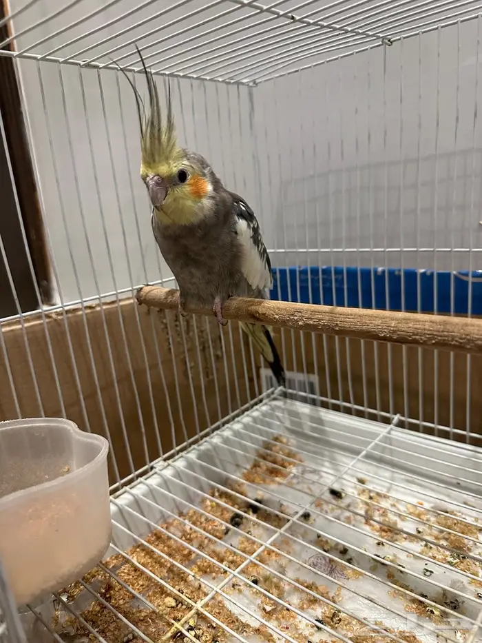 كروان أليف للبيع 1