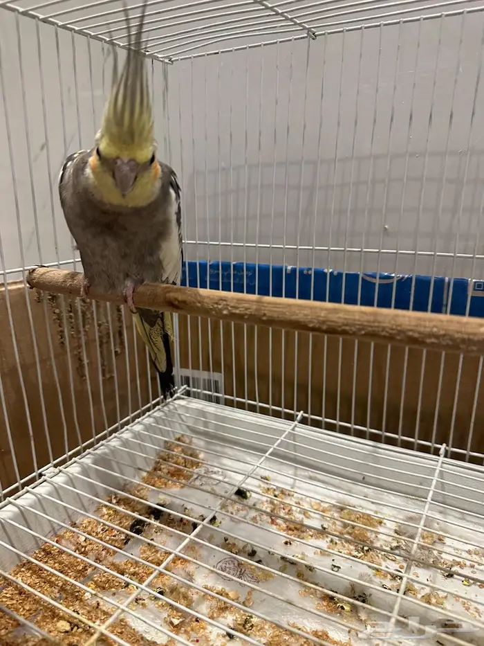 كروان أليف للبيع 2