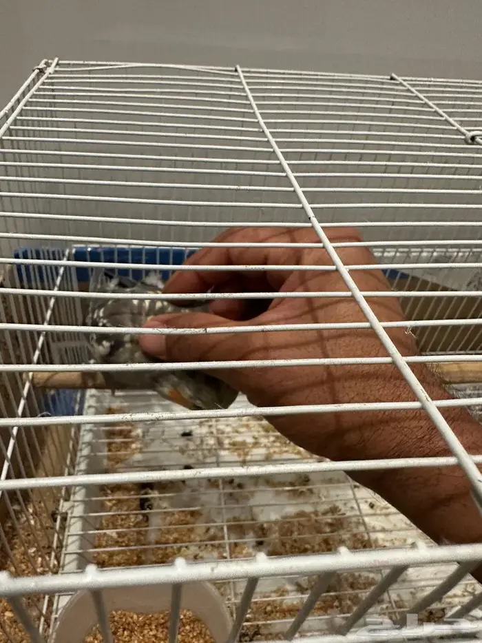 كروان أليف للبيع 0