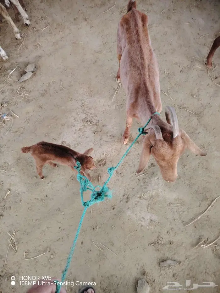 معزه دهما معا ولدها 0