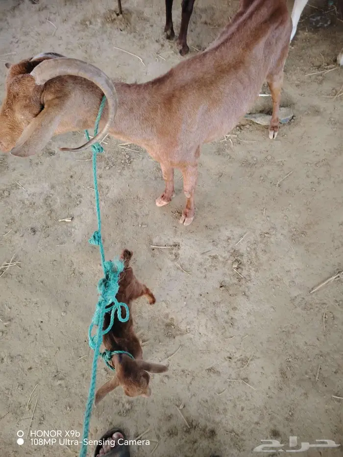 معزه دهما معا ولدها 1