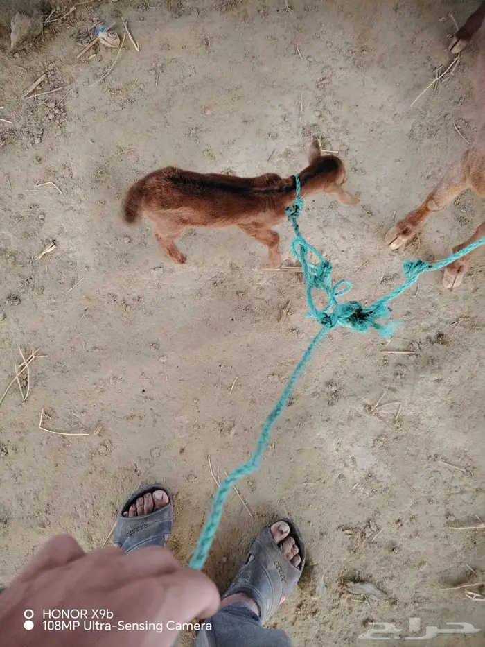 معزه دهما معا ولدها 2