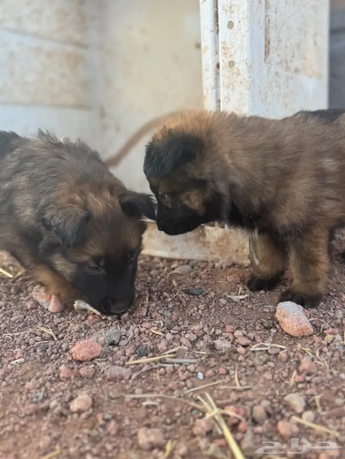 جرو مالينو جيرمن 2