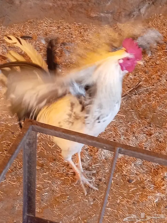 ديك ودجاجه للبيع 3