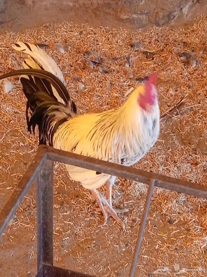ديك ودجاجه للبيع 1