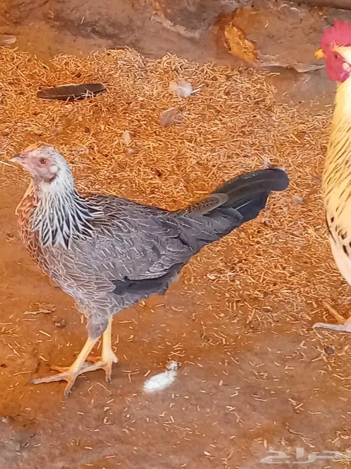 ديك ودجاجه للبيع 0
