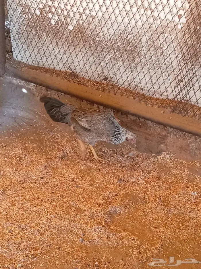 ديك ودجاجه للبيع 2