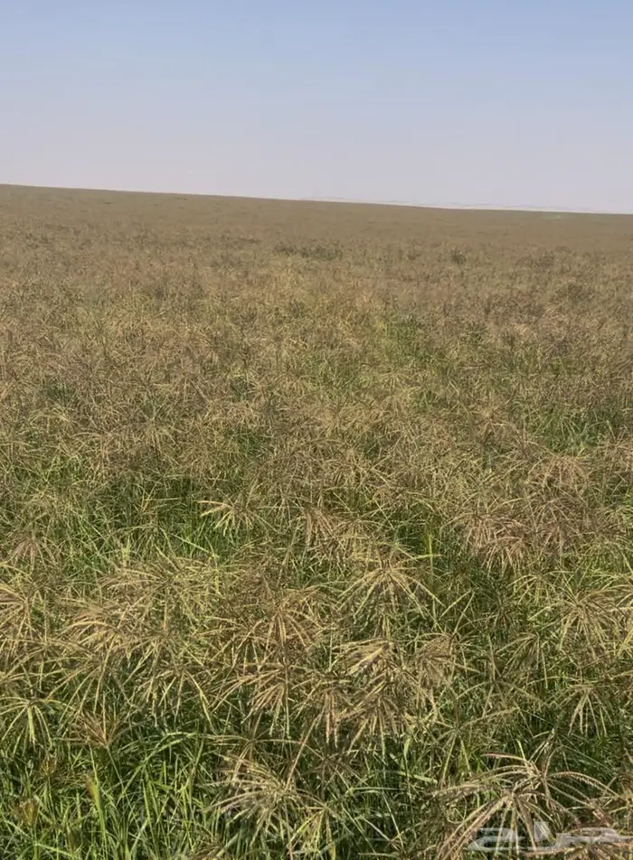 بذر رودس وطني جديد 0