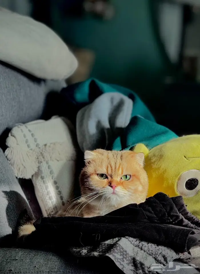 سكوتش فولد 0