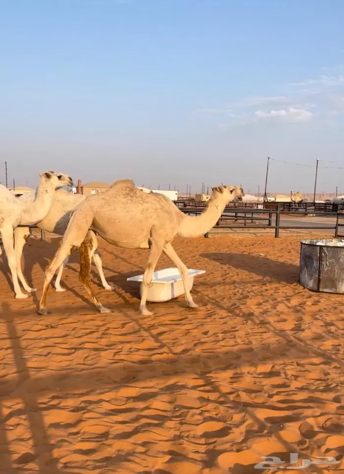 3 لقايا وحقه سلاله الهدب 3