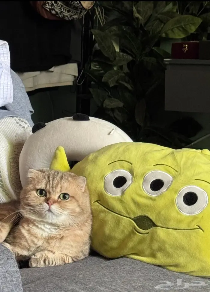 سكوتش فولد 1