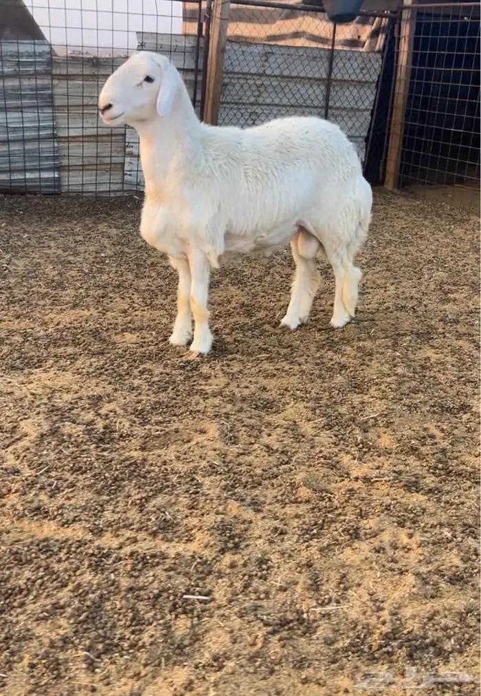خروف جذع فحل 0