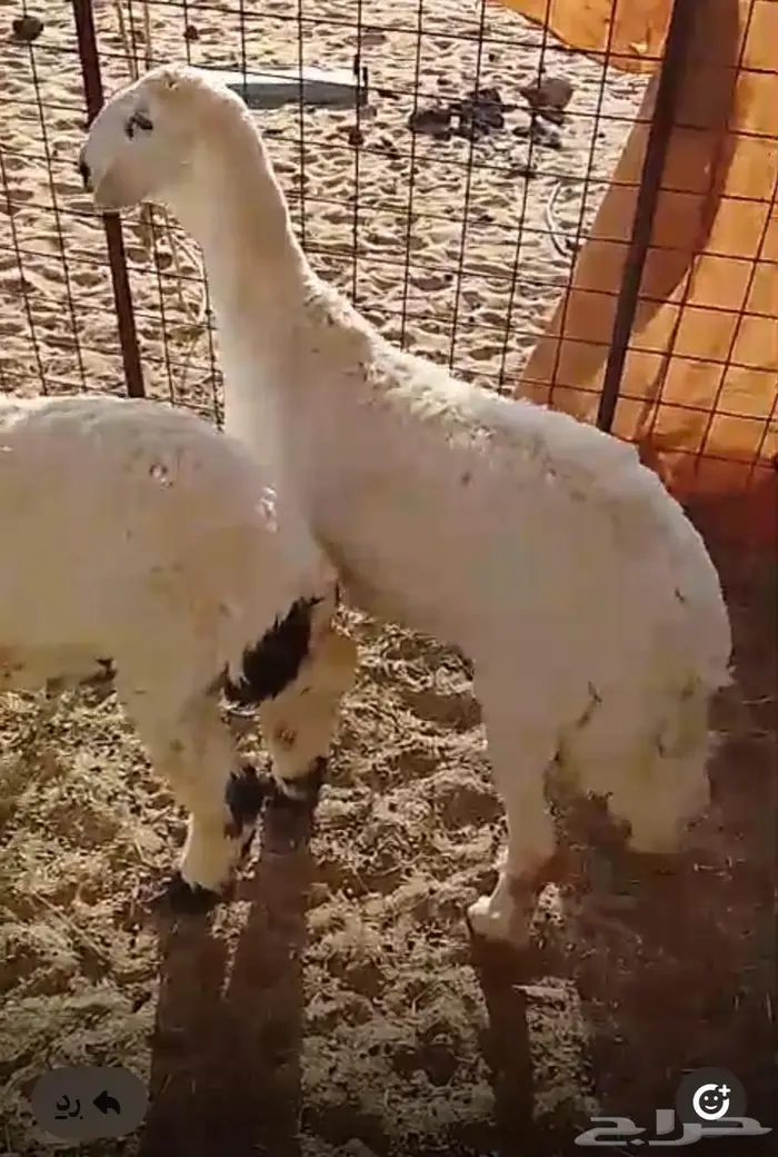 طليان حريات سمان شحم موقعها كبري لبخه 3