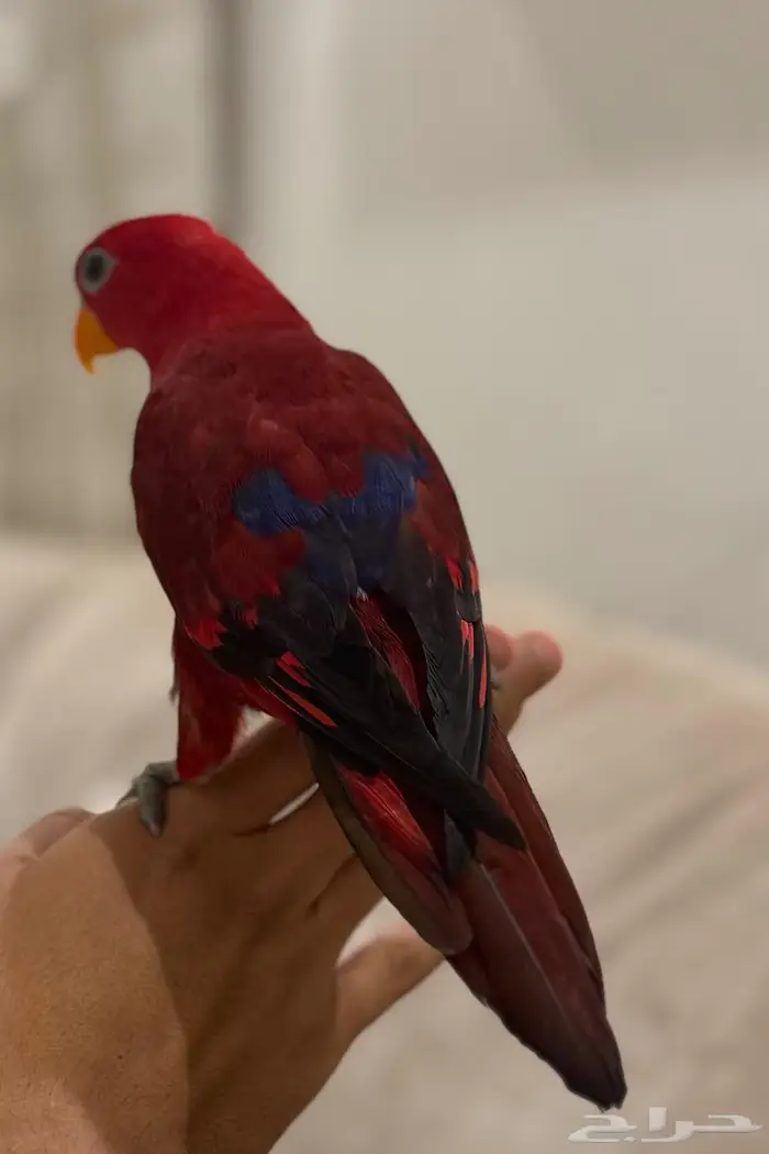 للبيع رد لوري متكلم الليف 1