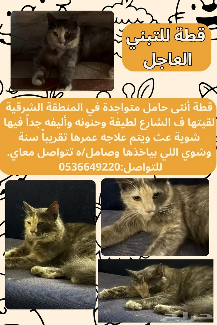 قطة للتبني 0