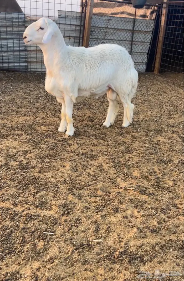 خروف جذع فحل 1