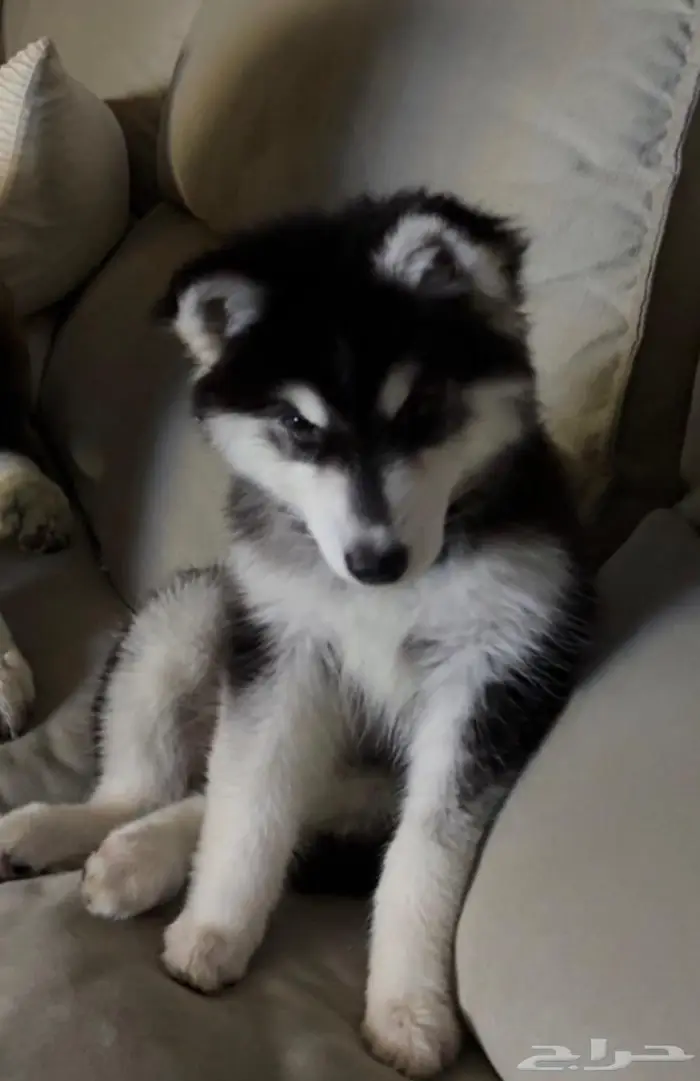 كلب هاسكي للبيع 1
