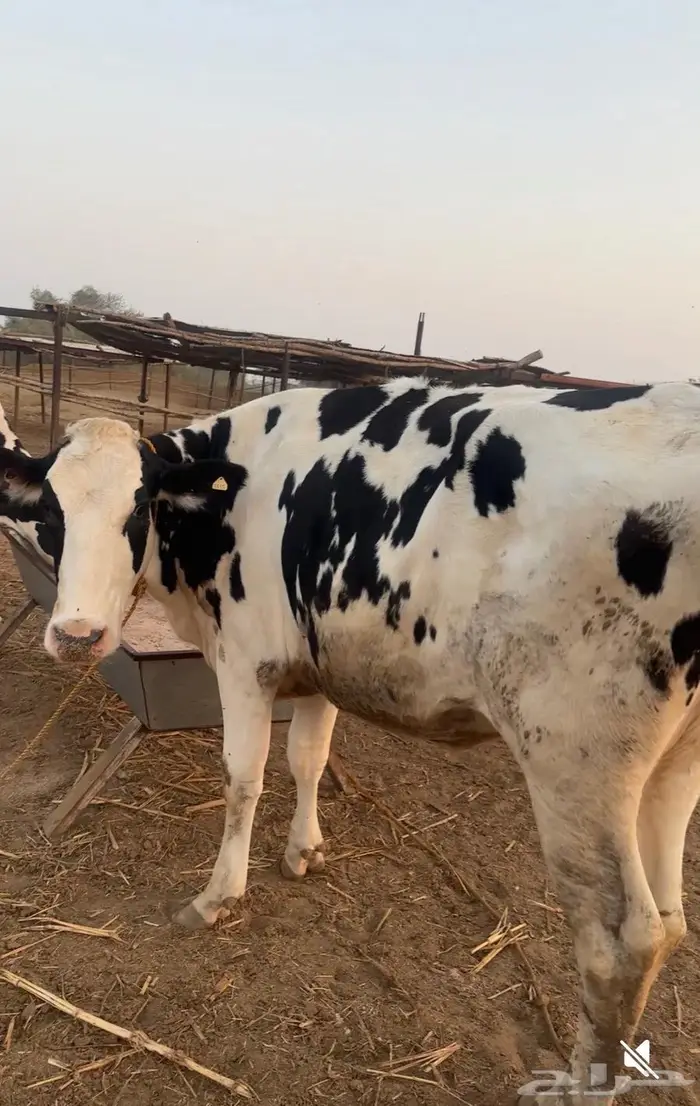 بقره هولندي 0