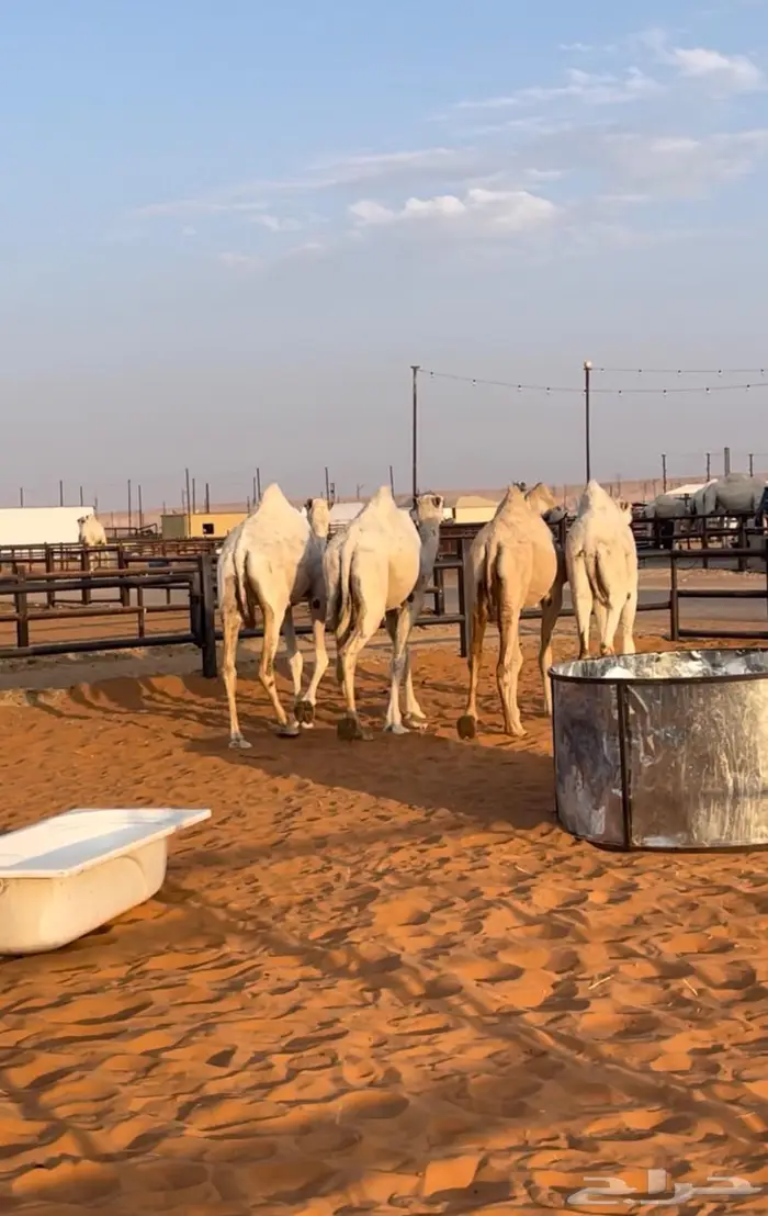 3 لقايا وحقه سلاله الهدب 4