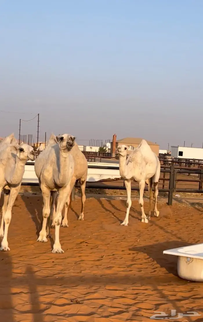 3 لقايا وحقه سلاله الهدب 5