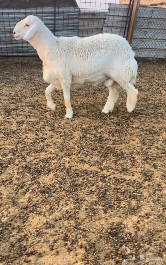 خروف جذع فحل 2