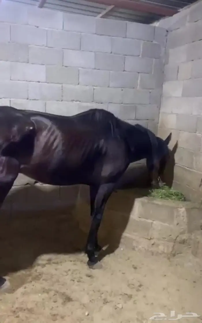 حصان انجليزي 0