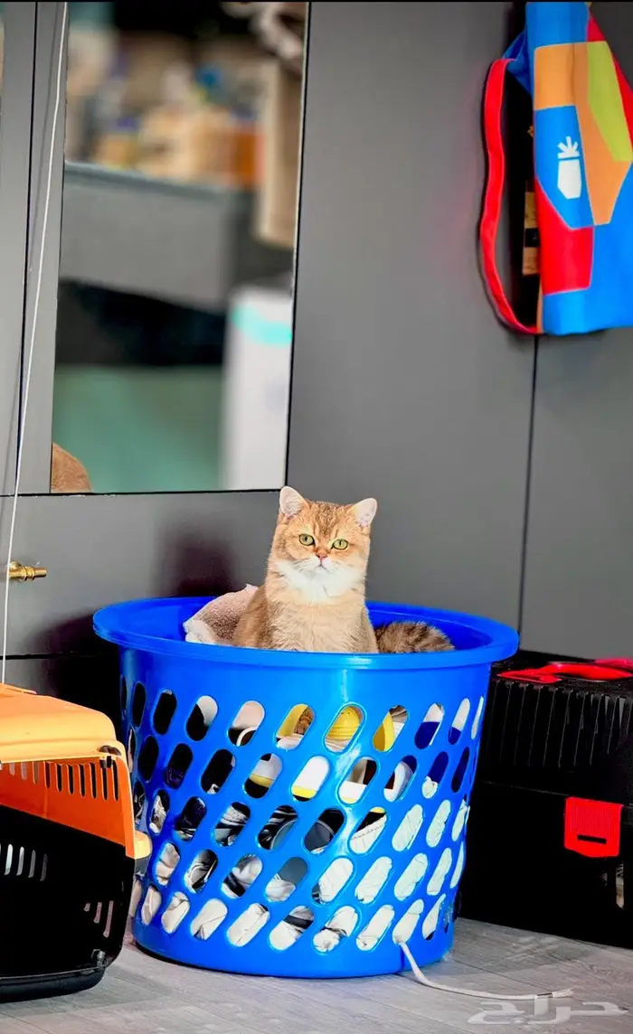 سكوتش فولد 5