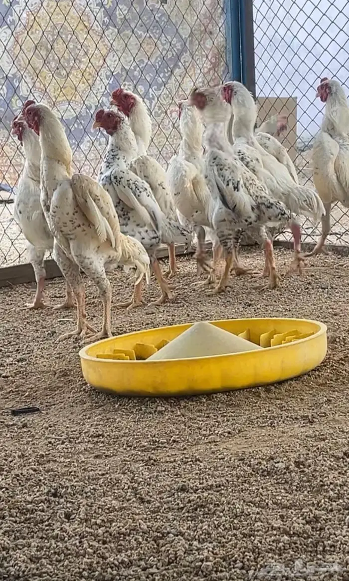 ديوك كوشامو فواخر 0