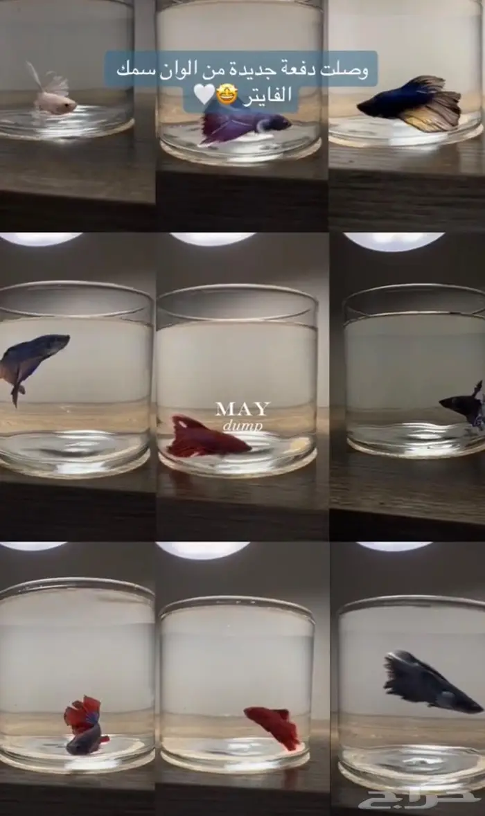 سمك فايتر بأرخص سعر 1