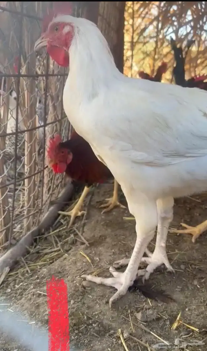 ديك صك ابيض كفو جرم 0