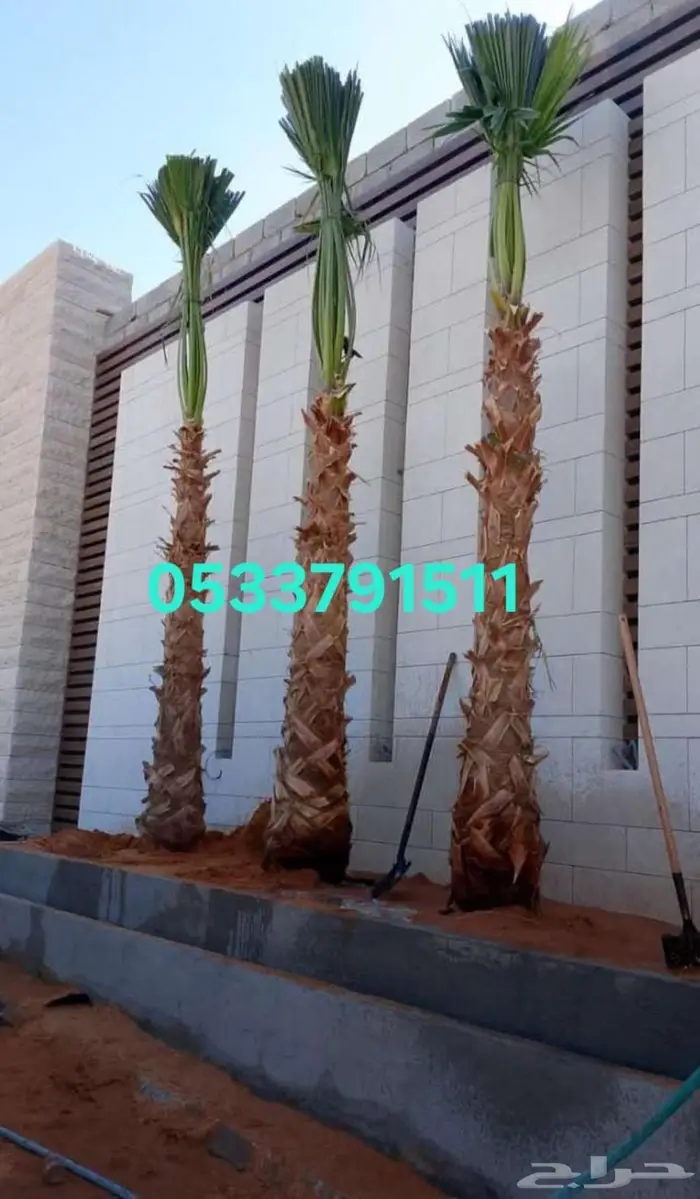 نخل واشنطني زينه واشنطونيا 1